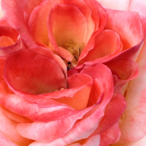 Online rózsa kertészet - teahibrid rózsa - vörös - fehér - Rosa Joy of Life - diszkrét illatú rózsa - Hans Jürgen Evers - Diszkrét illatú virágai bimbós állapotban hosszúkásak, kinyílva enyhén kúpos alakúak.